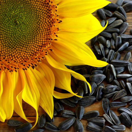 Dầu Hướng Dương